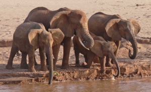 elephant-drinking